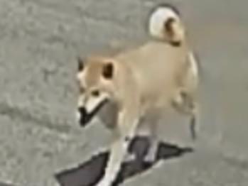 目撃された犬