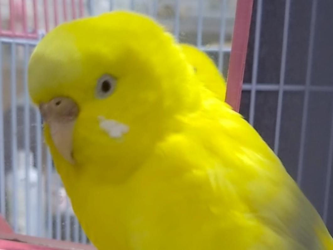 保護された鳥 保護された鳥