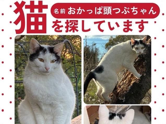 つぶちゃん