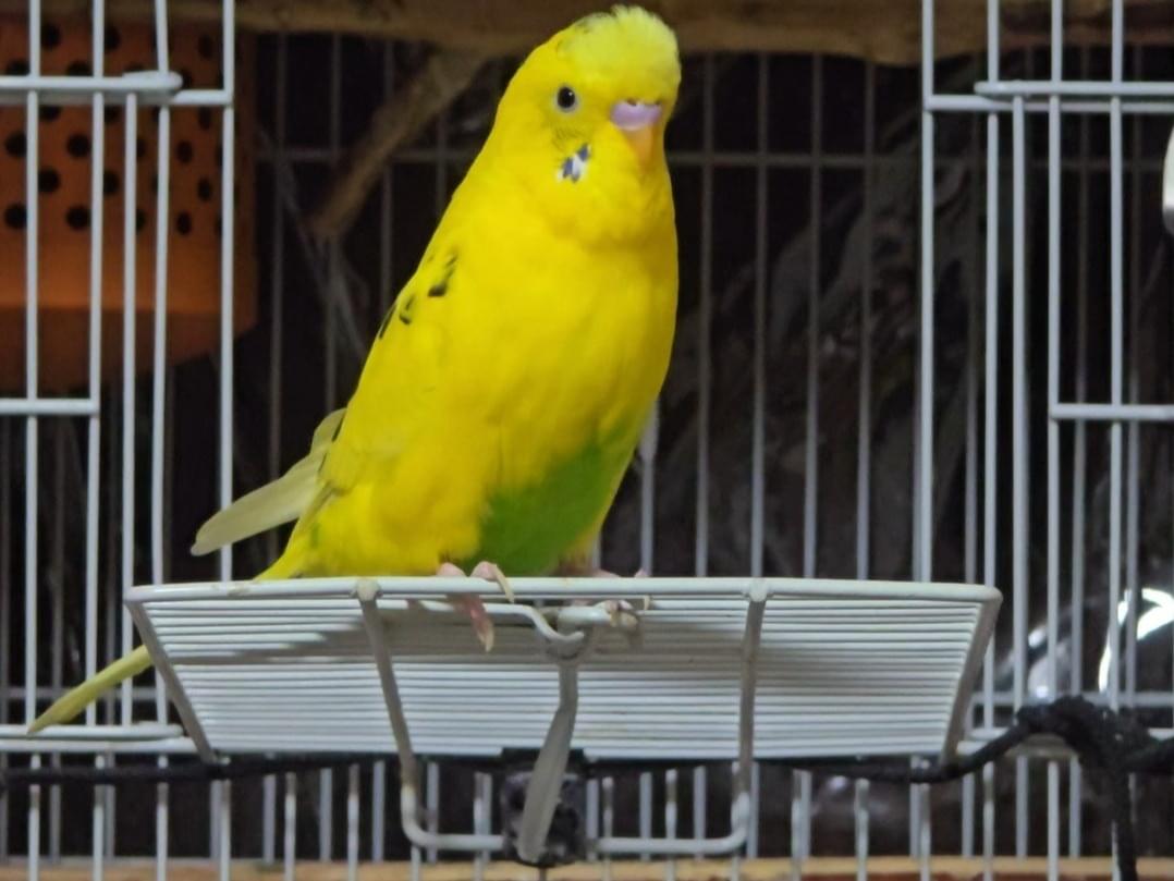 のりたまちゃん のりたまちゃん