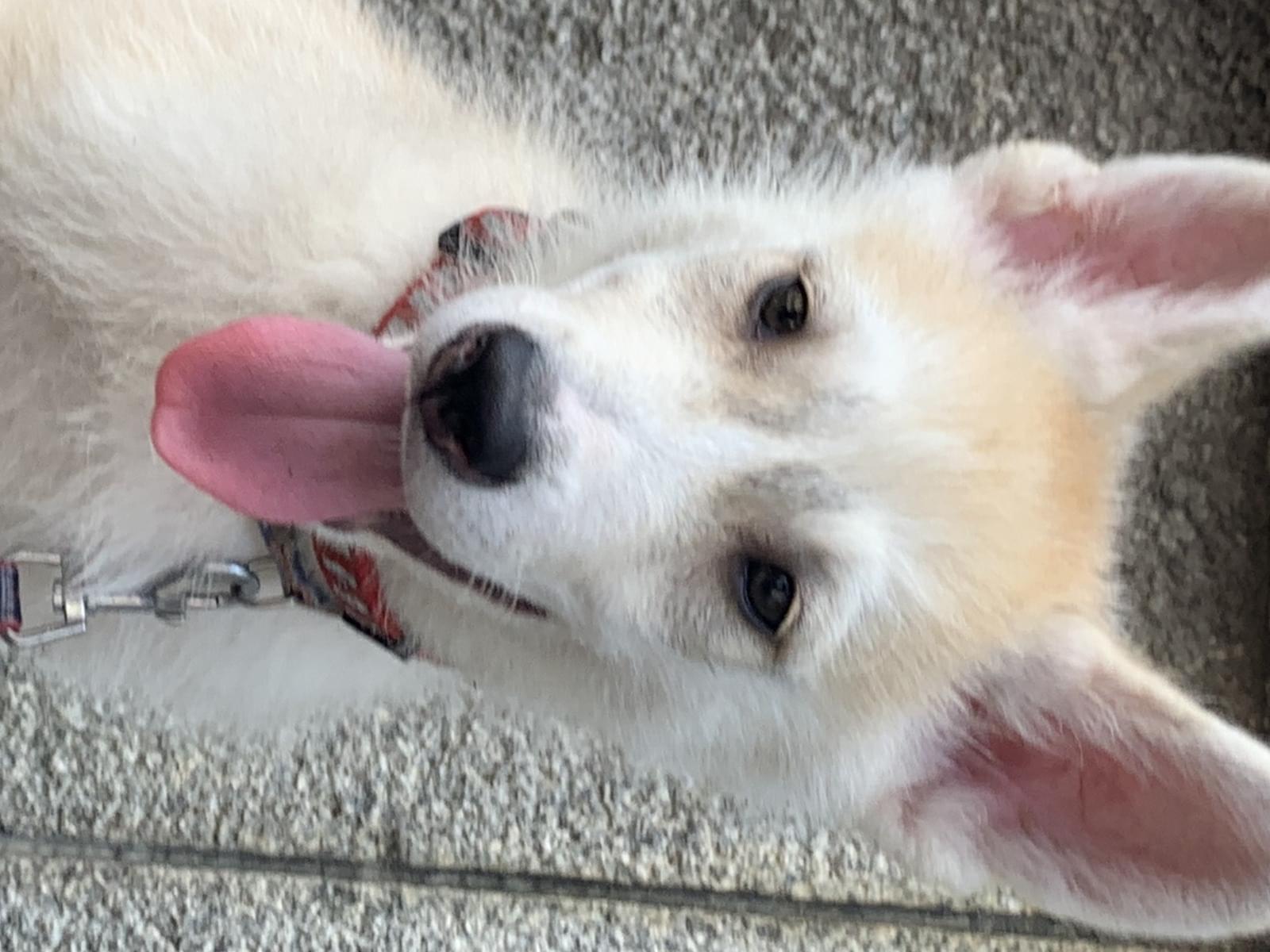 Dazzleちゃん Dazzleちゃん