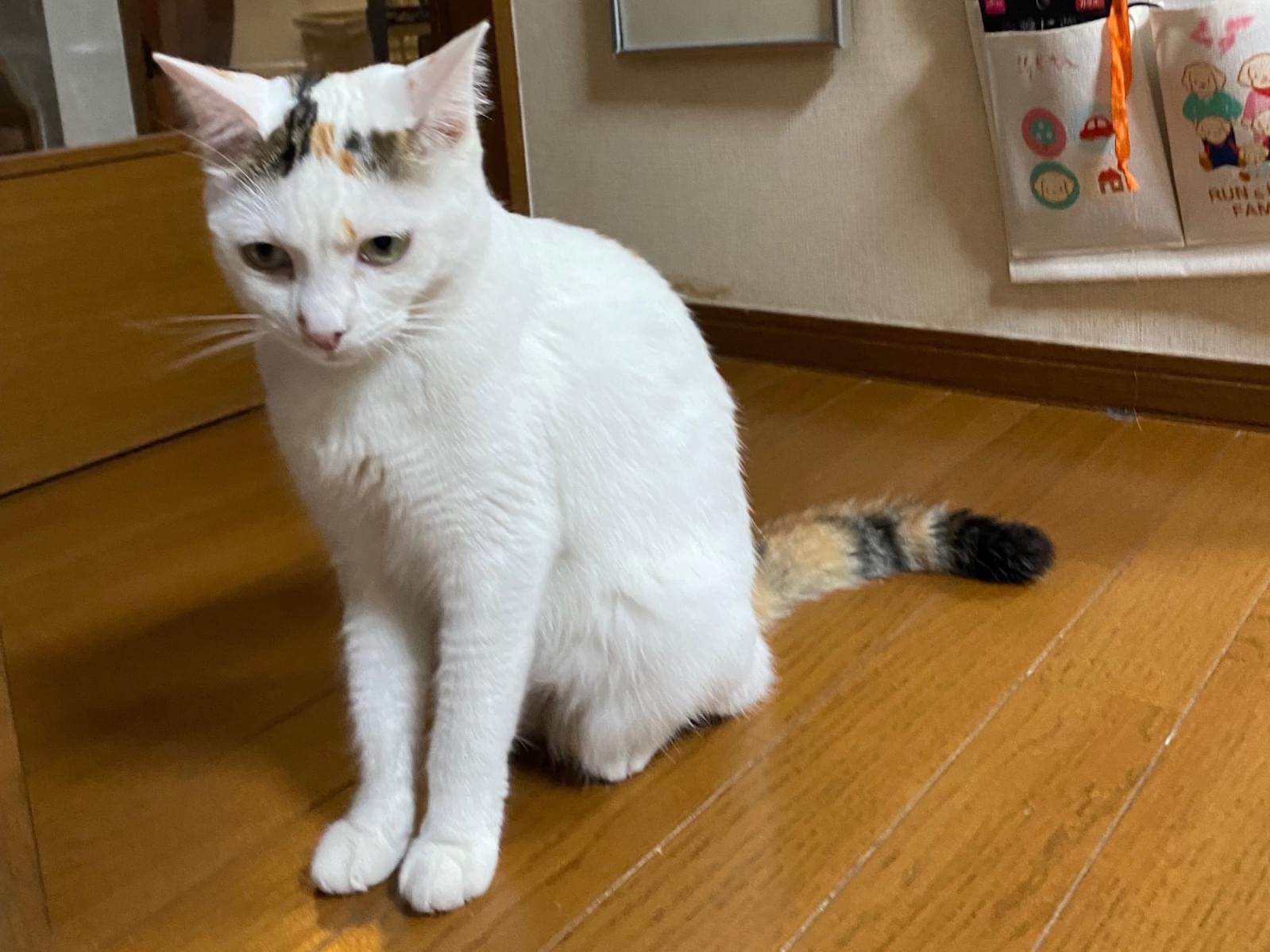 コイトちゃん コイトちゃん
