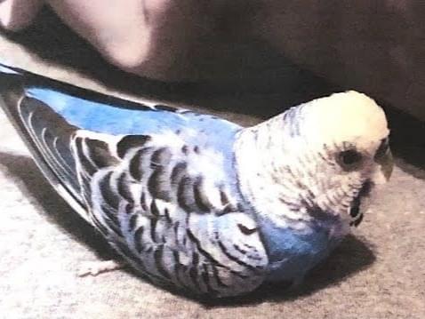 どらちゃん どらちゃん