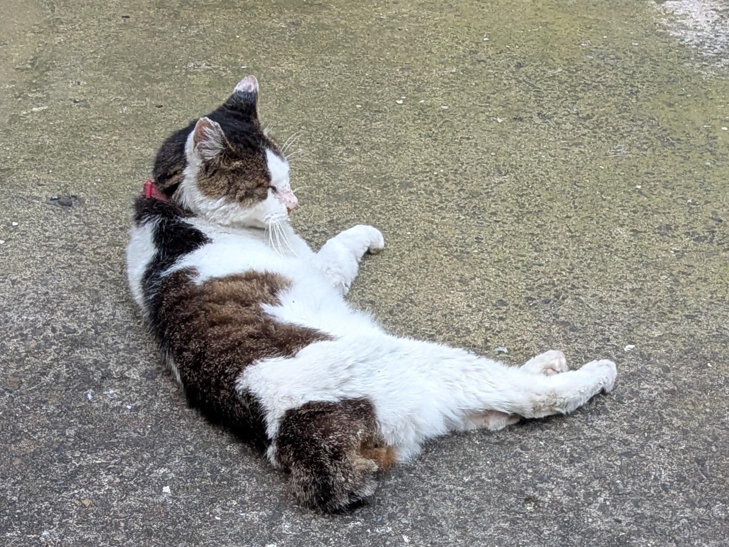 目撃された猫 目撃された猫