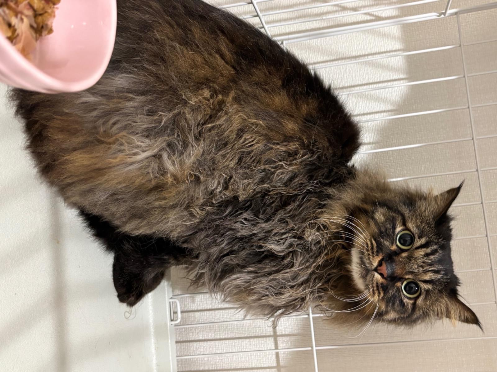 保護された猫