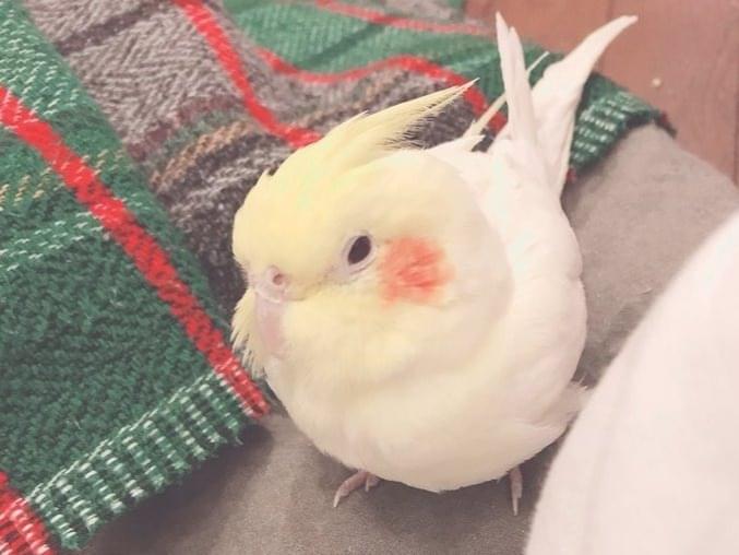 ペレちゃん ペレちゃん