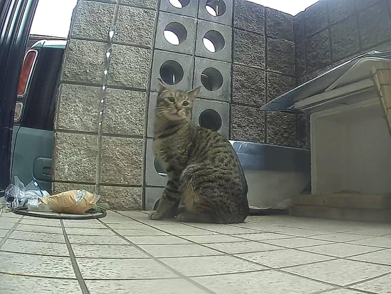 目撃された猫 目撃された猫