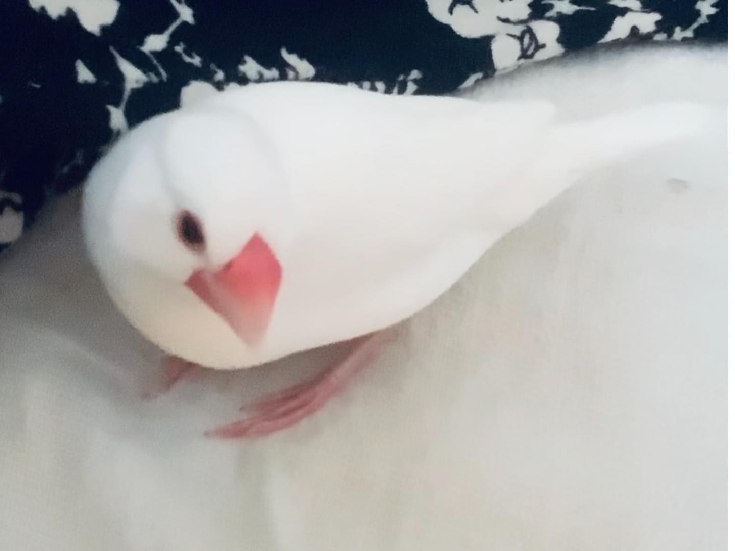 のんのんちゃん のんのんちゃん