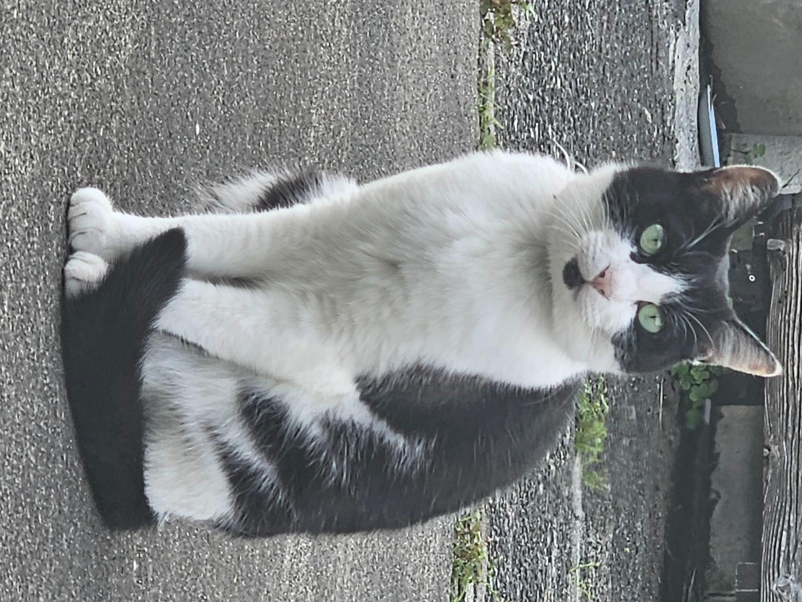 目撃された猫 目撃された猫