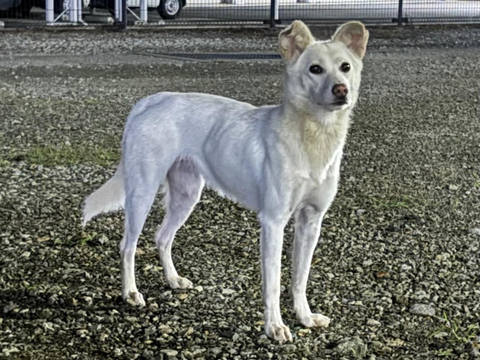 目撃された犬