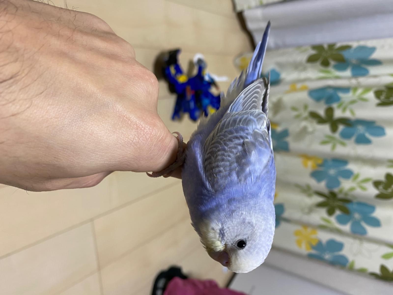 ポムニーちゃん ポムニーちゃん