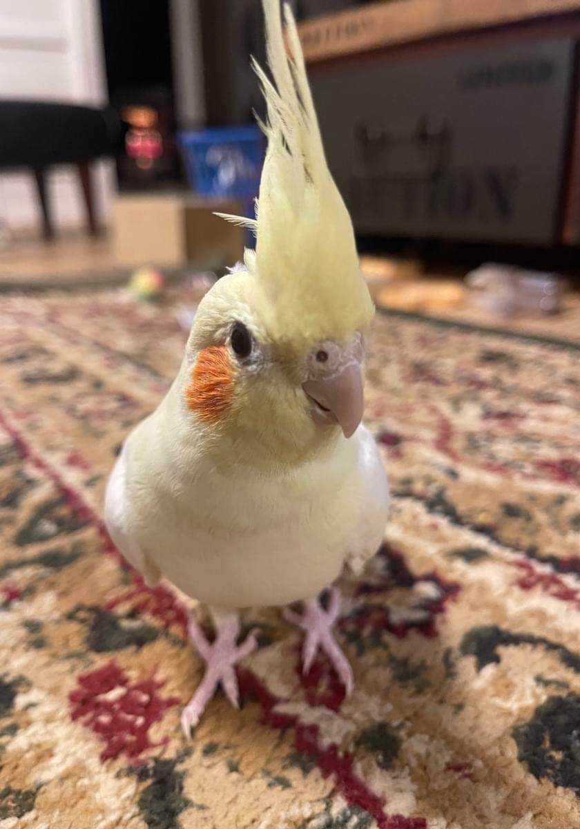 オカメインコ探しています