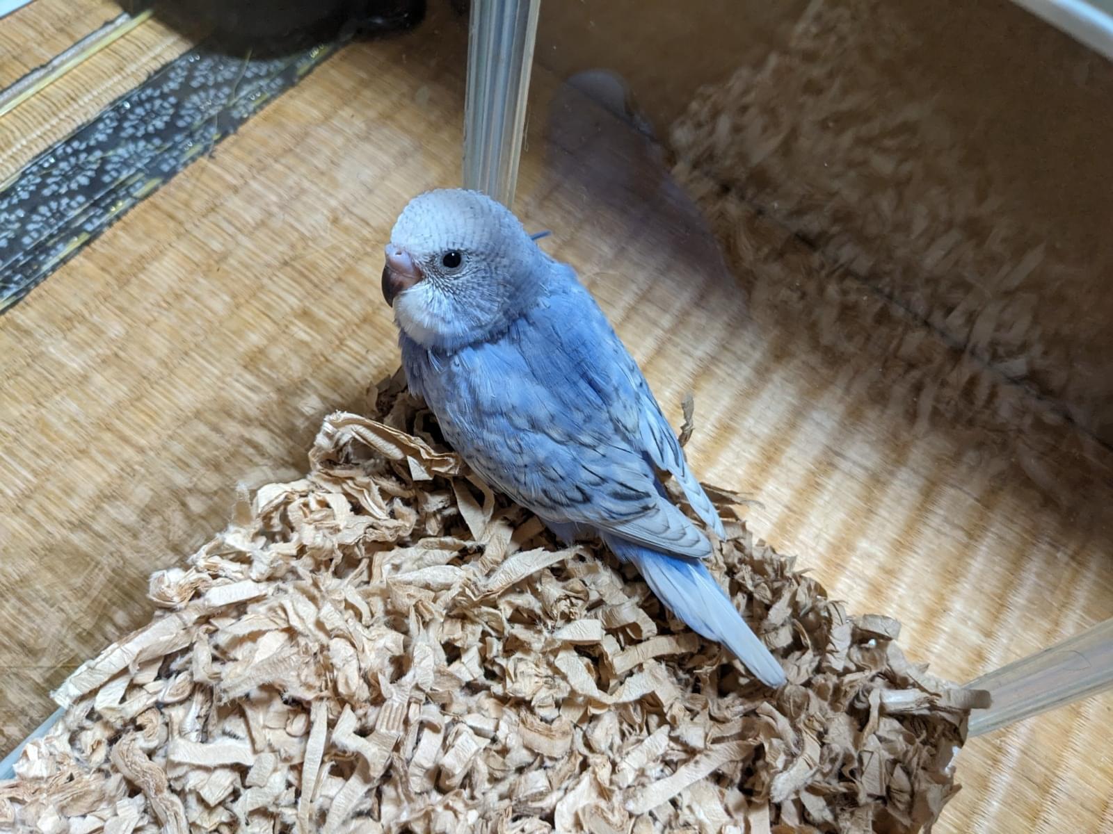 フクちゃん フクちゃん