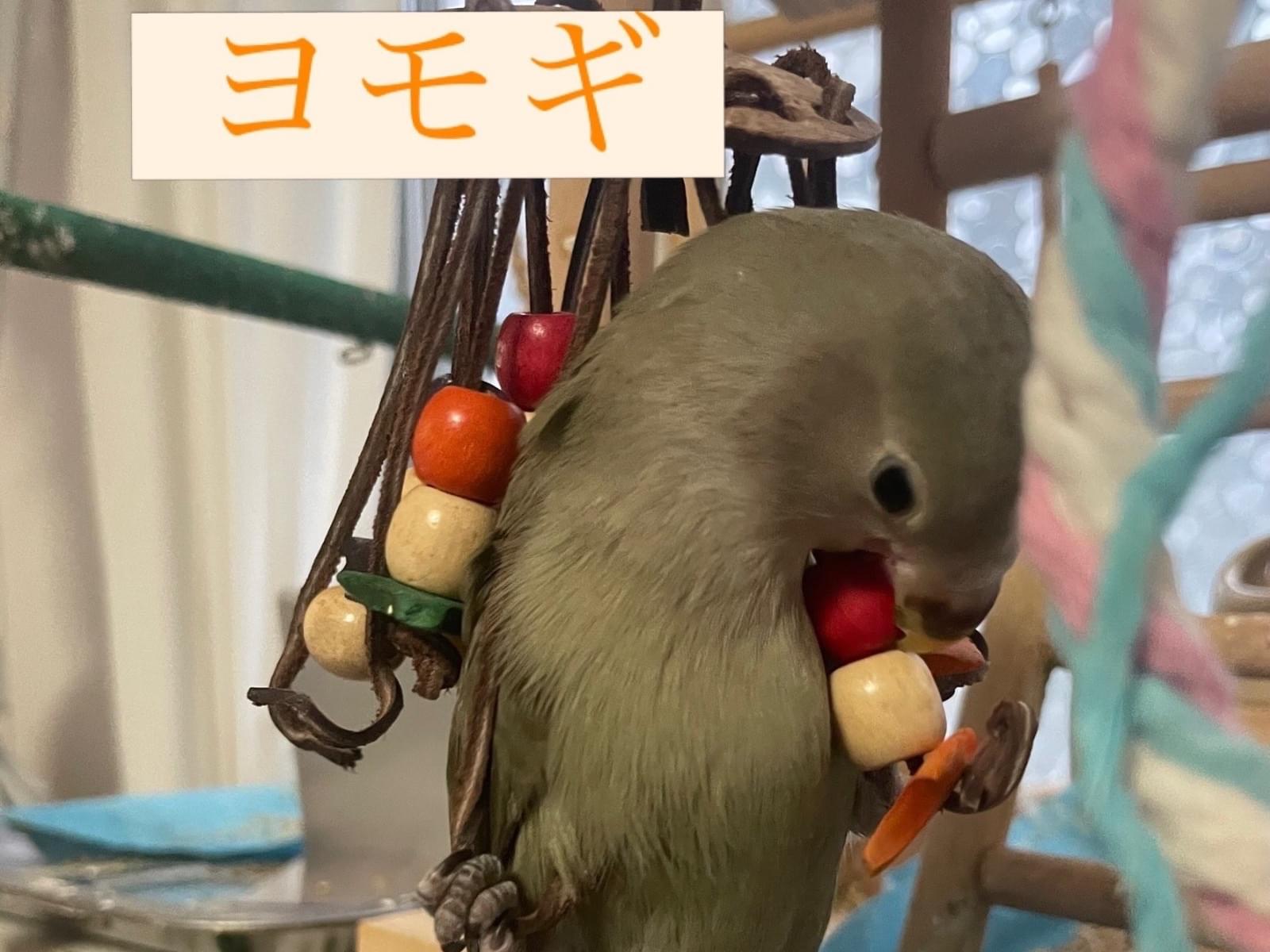 ヨモギ ヒマワリちゃん ヨモギ ヒマワリちゃん