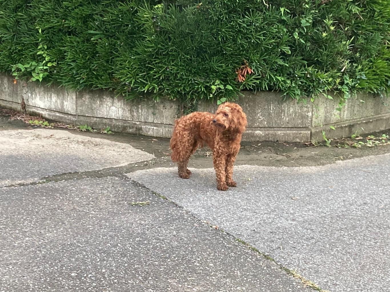 目撃された犬 目撃された犬