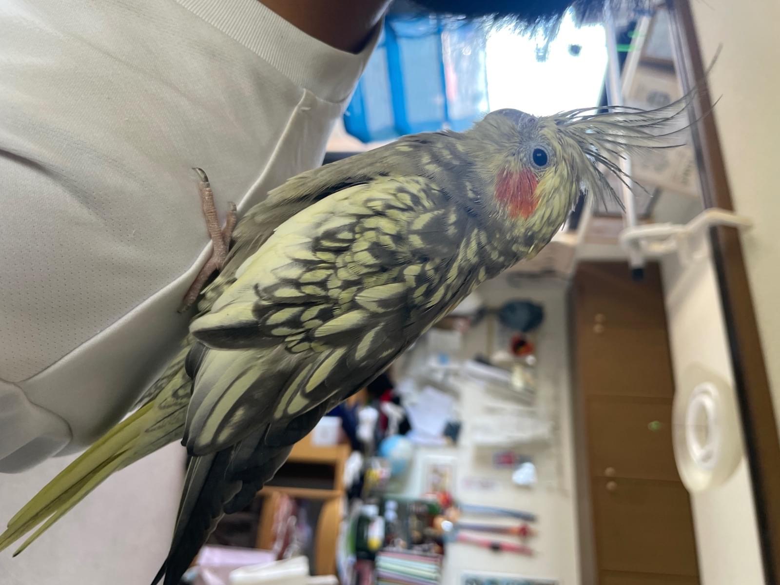 保護された鳥 保護された鳥