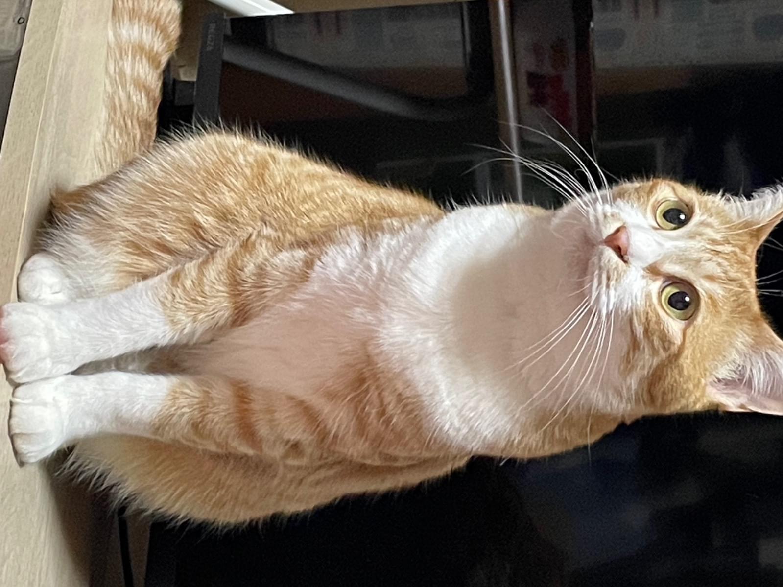 ちび太ちゃん ちび太ちゃん