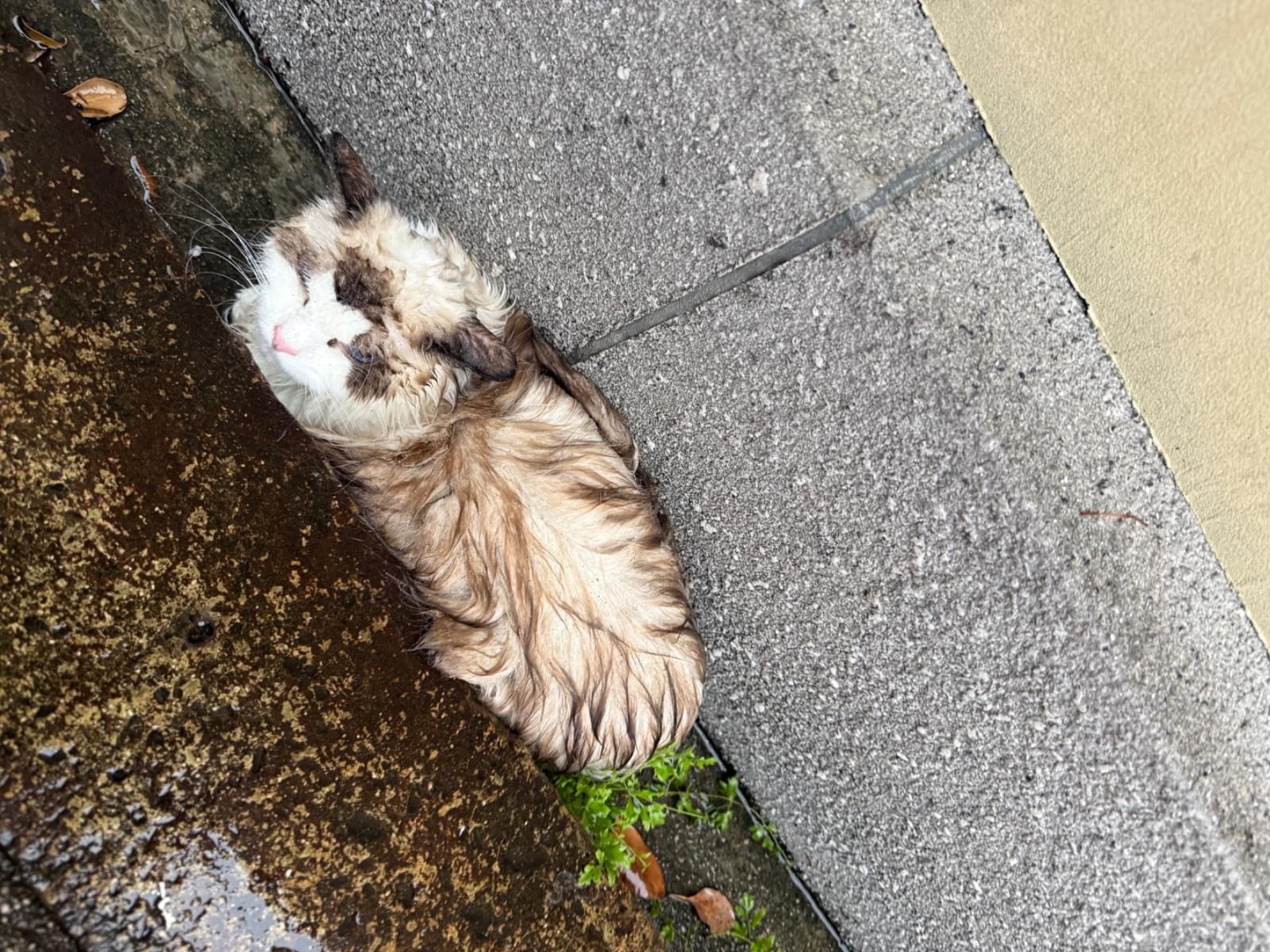 保護された猫
