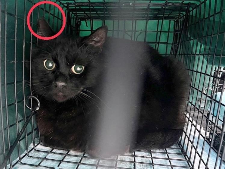 保護された猫 保護された猫