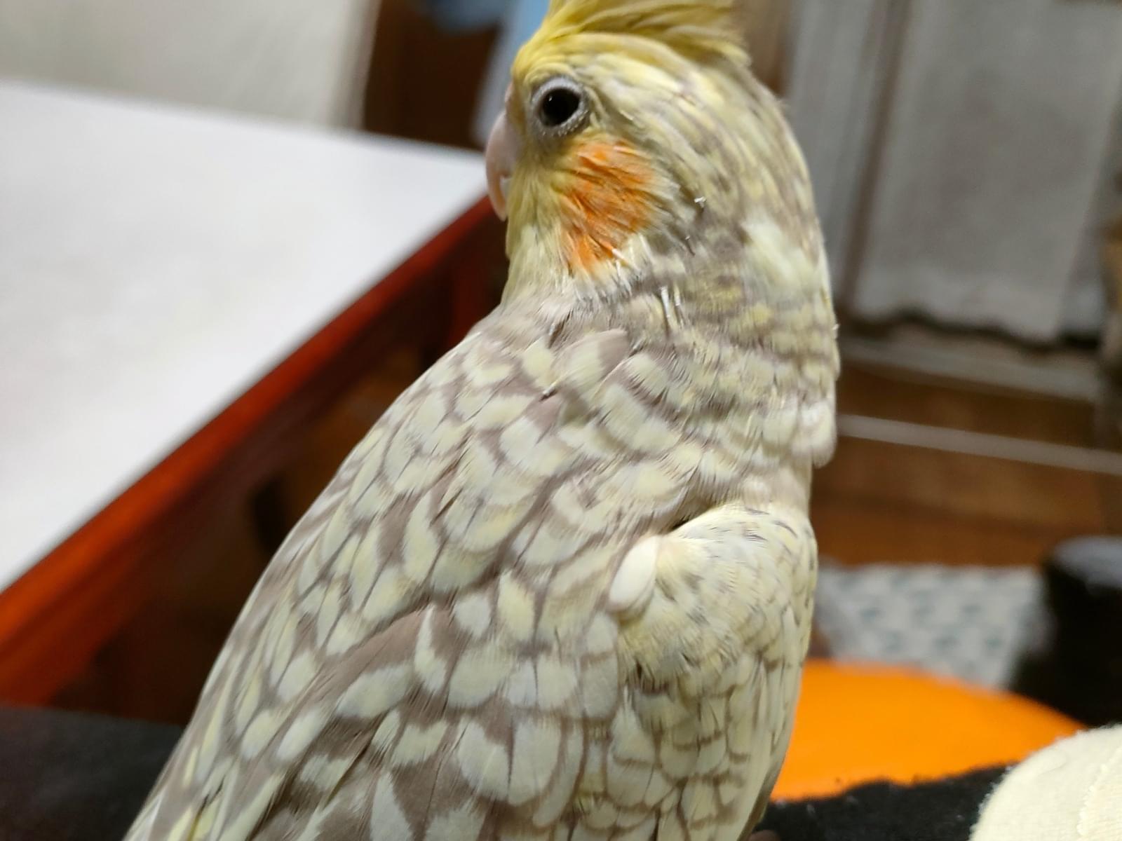 せいらんちゃん せいらんちゃん