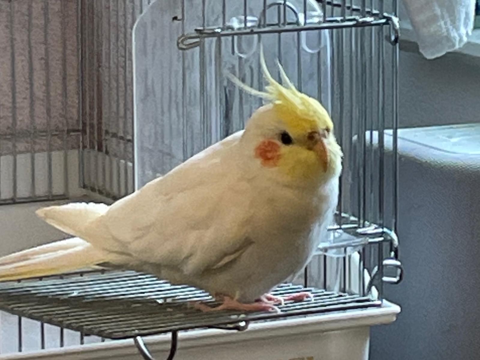 おもちちゃん おもちちゃん