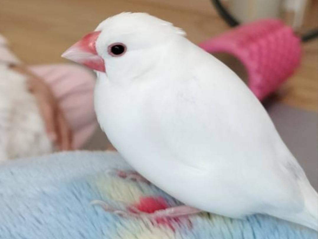 パフちゃん パフちゃん