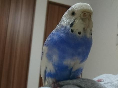 保護された鳥 保護された鳥
