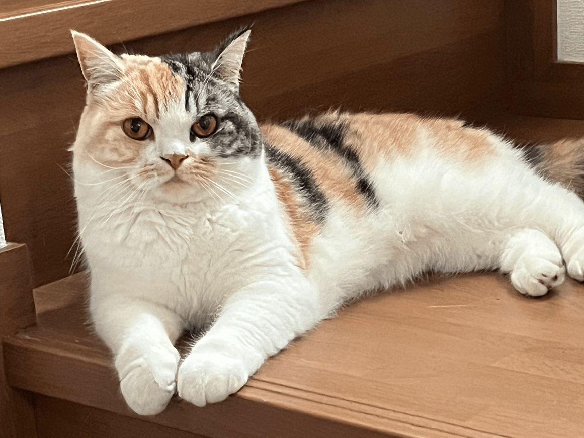 ココちゃん ココちゃん