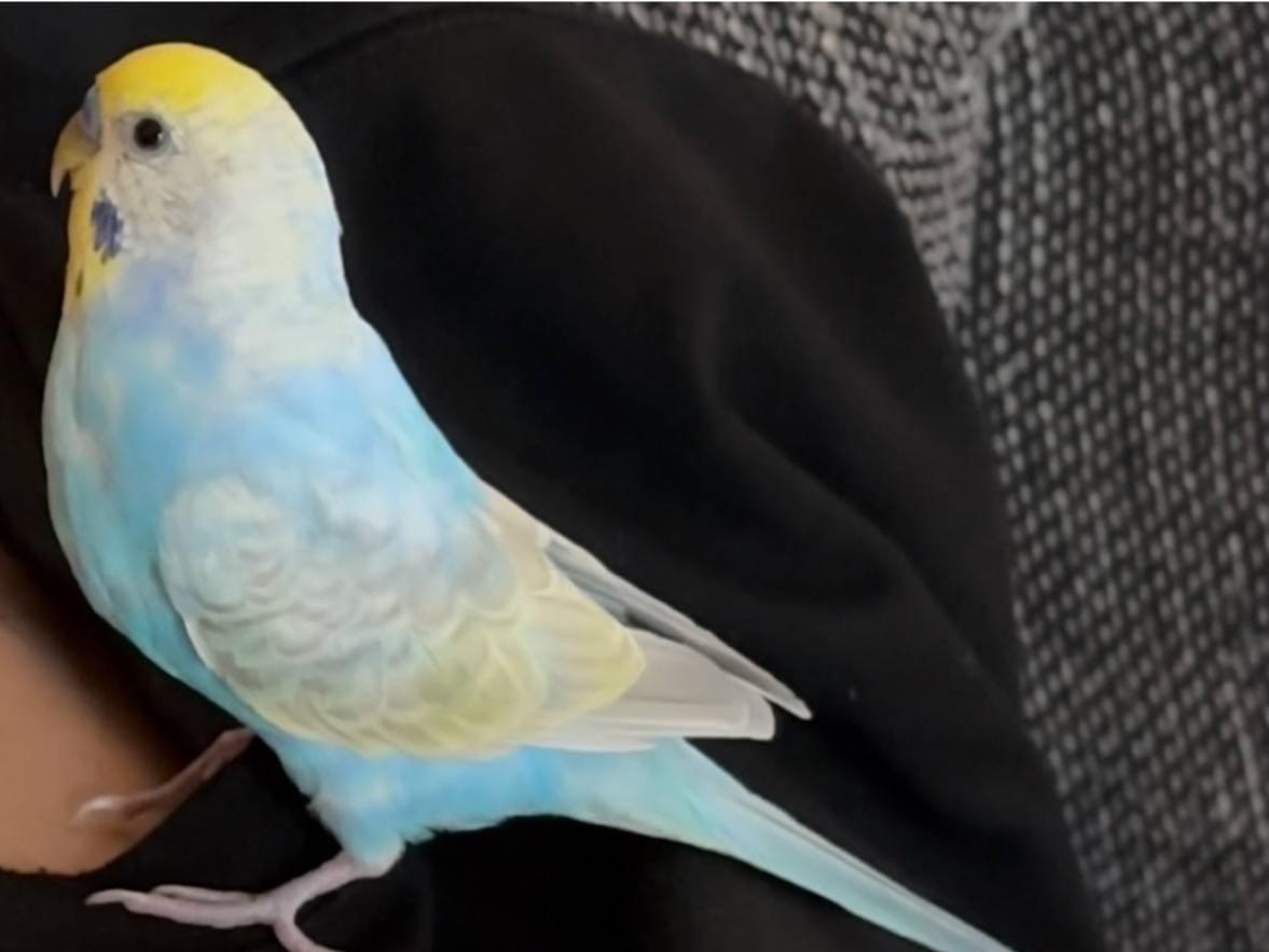びびちゃん びびちゃん