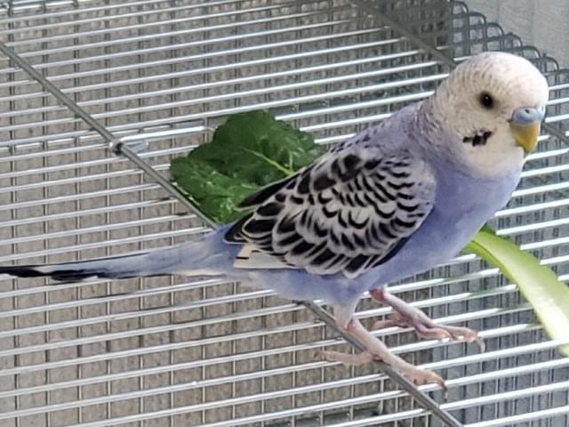 ビビちゃん ビビちゃん