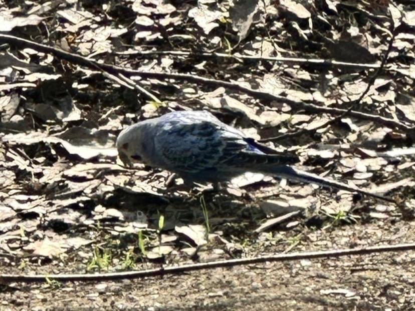目撃された鳥 目撃された鳥