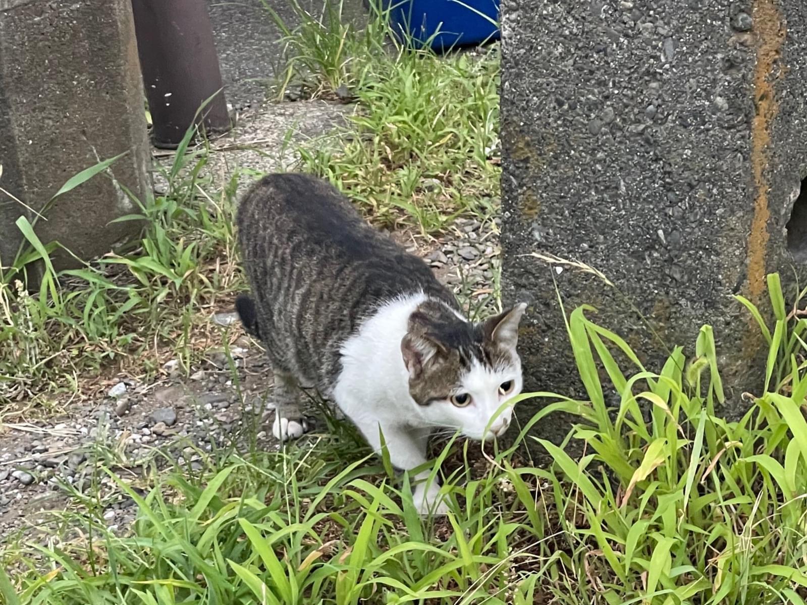 目撃された猫 目撃された猫