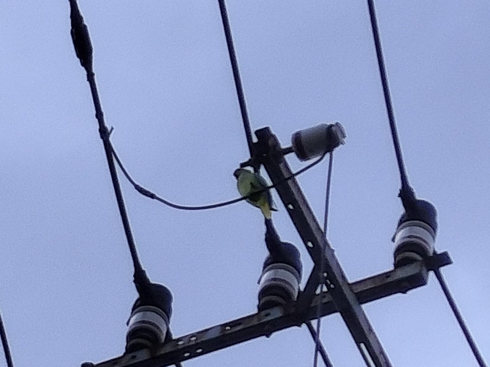 目撃された鳥 目撃された鳥