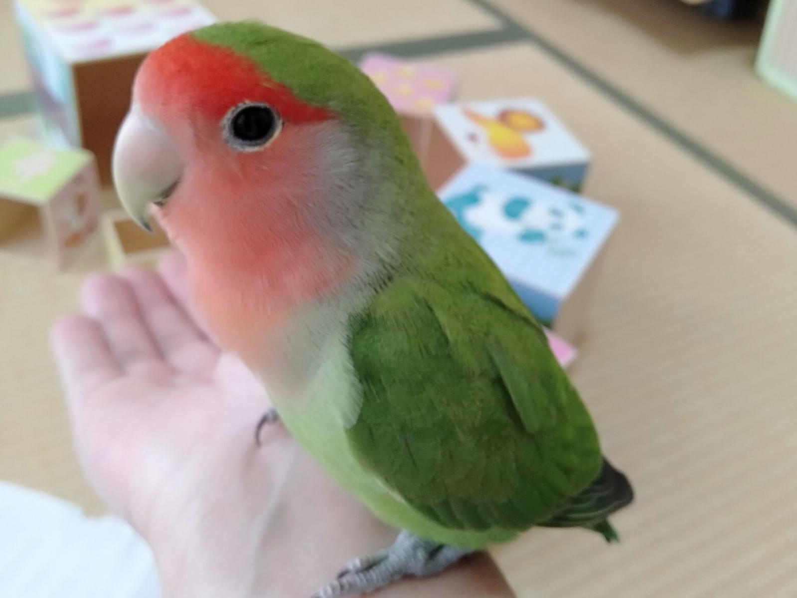 保護された鳥 保護された鳥