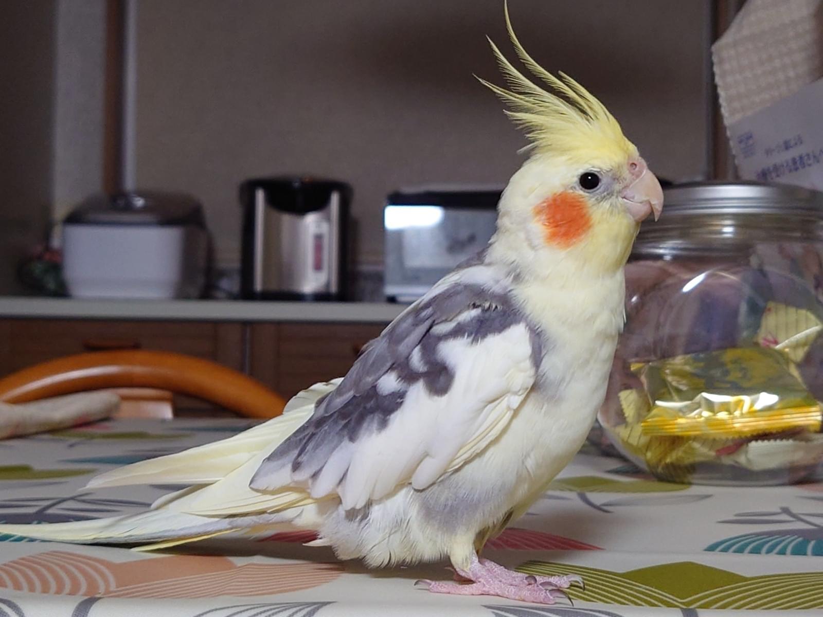 ちび太ちゃん ちび太ちゃん