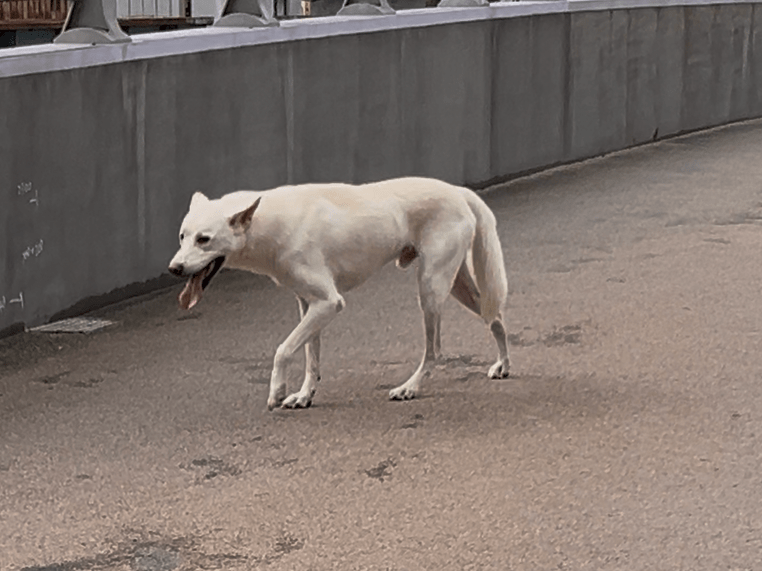 目撃された犬 目撃された犬