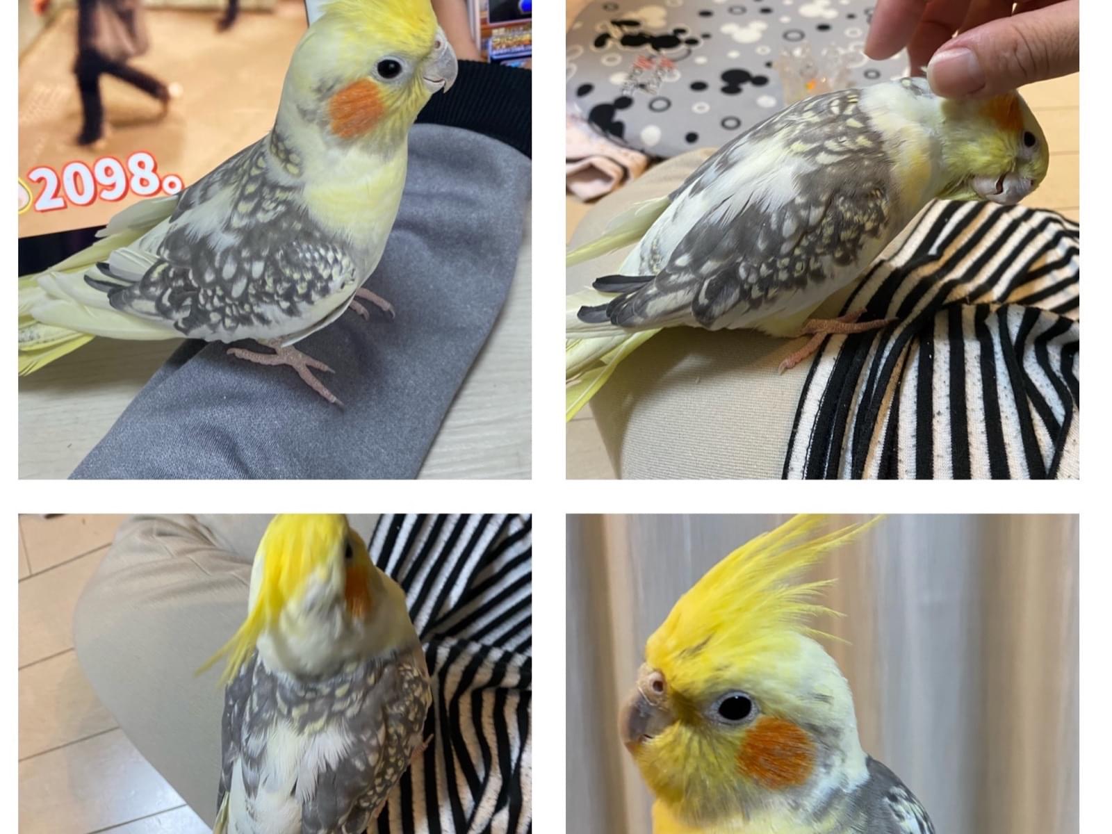 ちょこちゃん ちょこちゃん