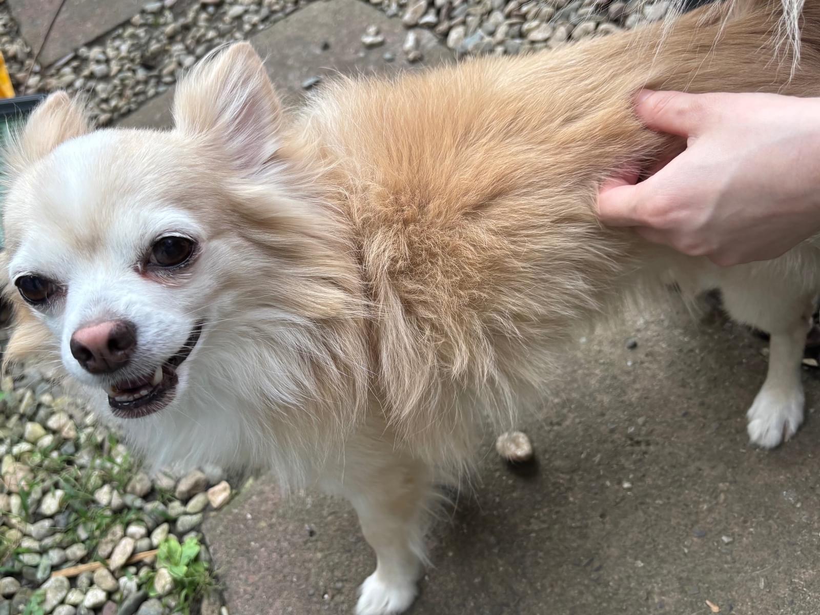 ハッピーちゃん