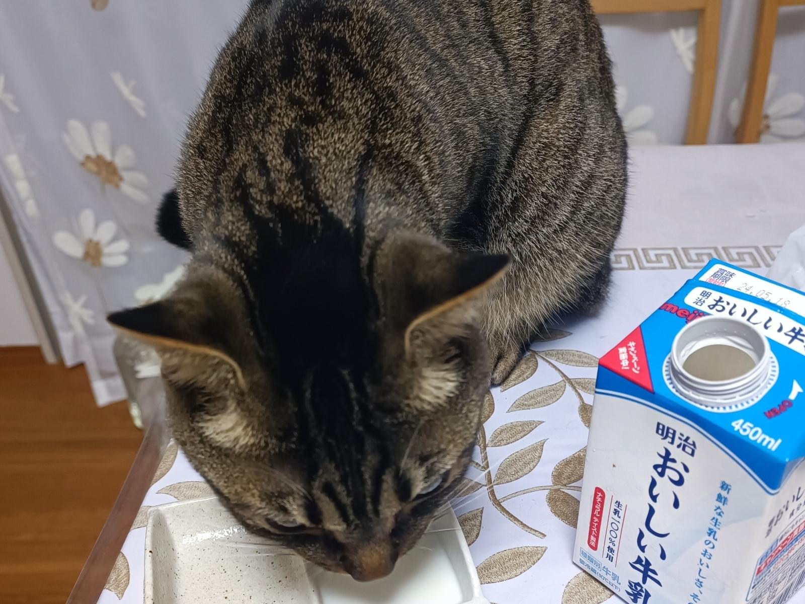 ミオちゃん ミオちゃん