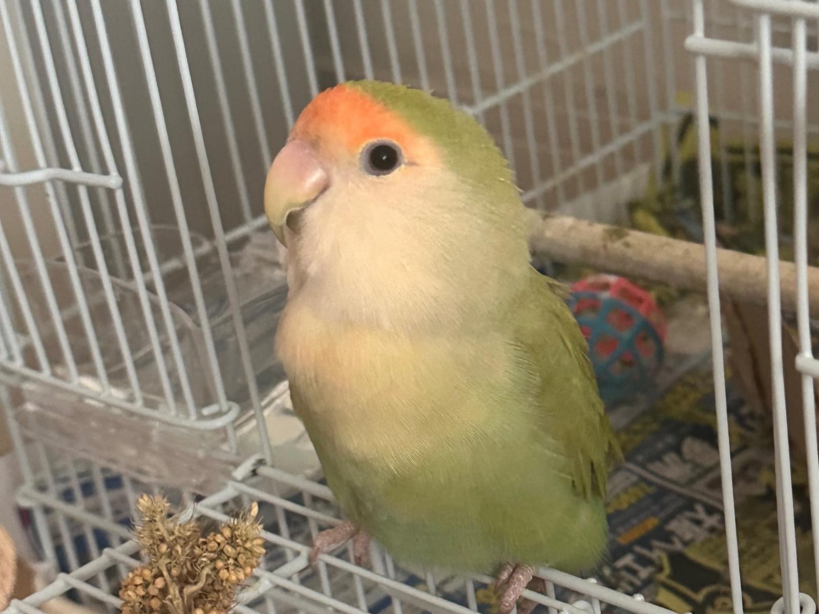 保護された鳥 保護された鳥