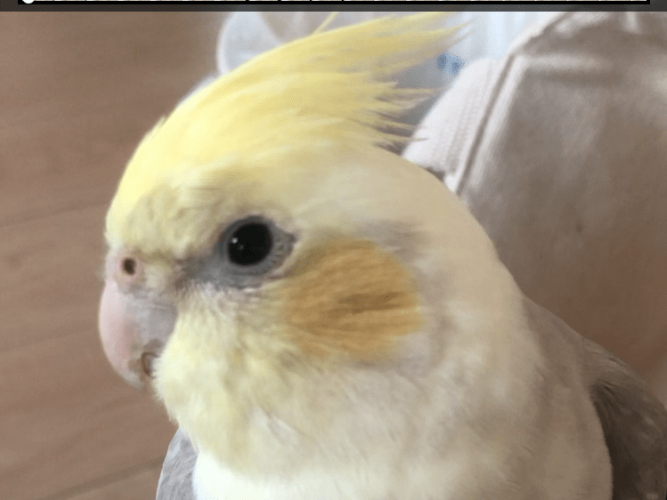 そいちゃん そいちゃん