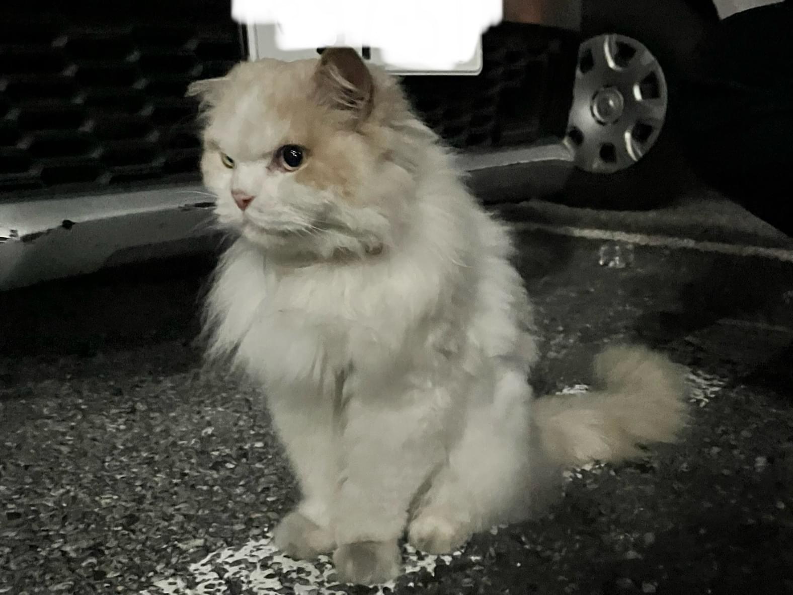 目撃された猫 目撃された猫