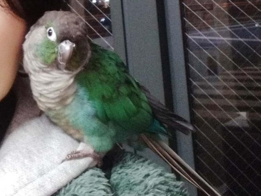保護された鳥 保護された鳥