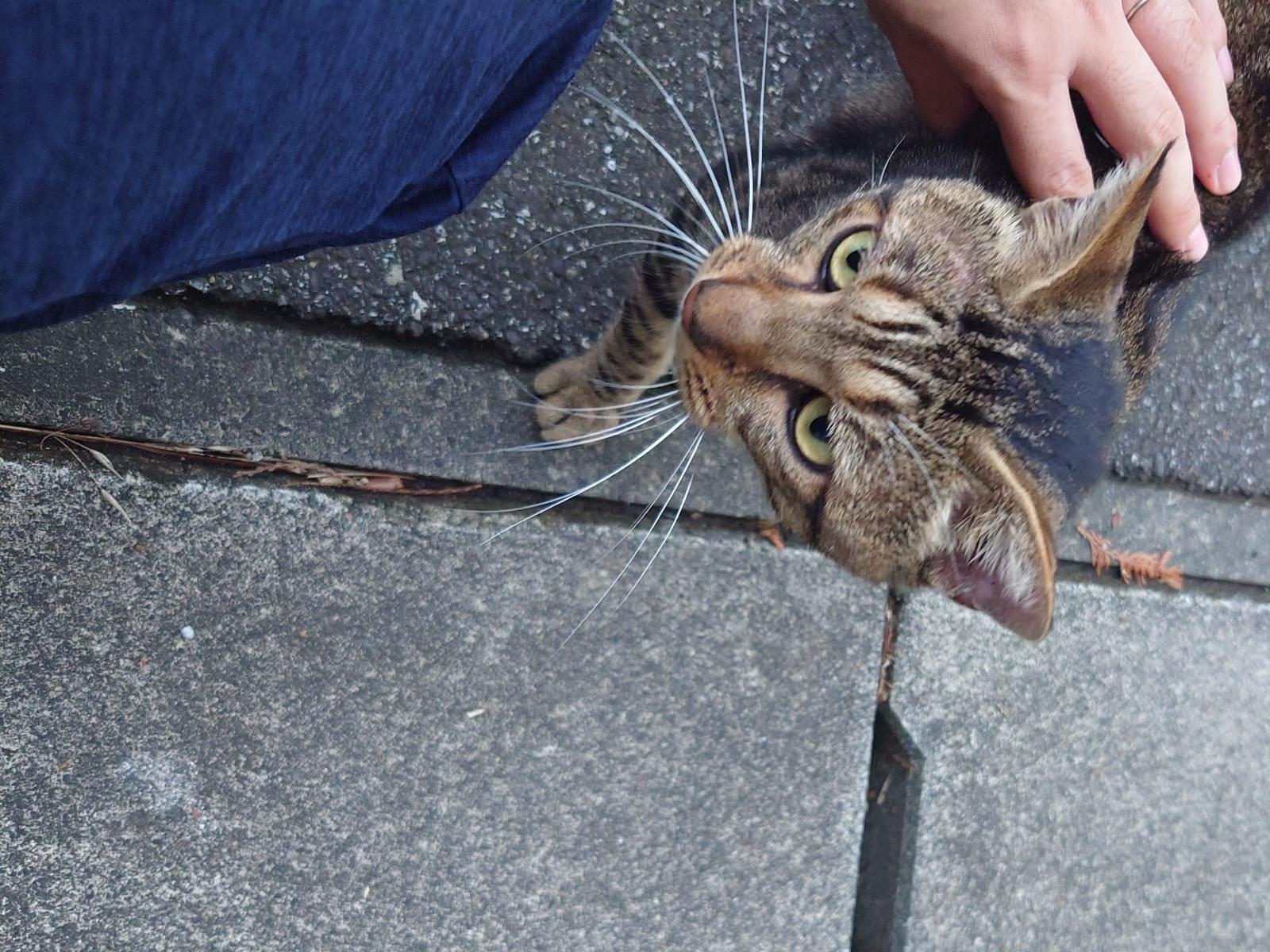 目撃された猫 目撃された猫
