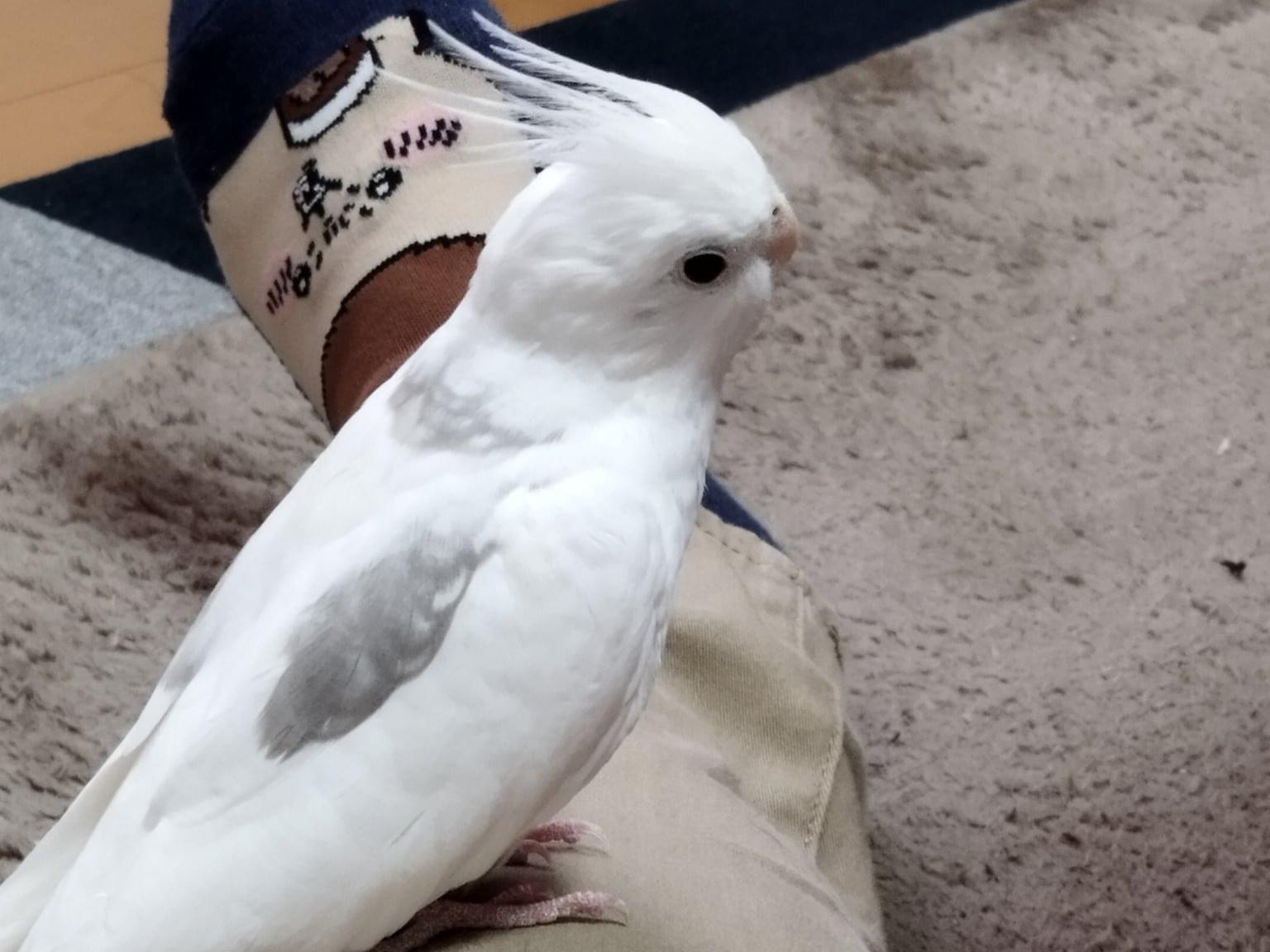 ぴーすけちゃん ぴーすけちゃん