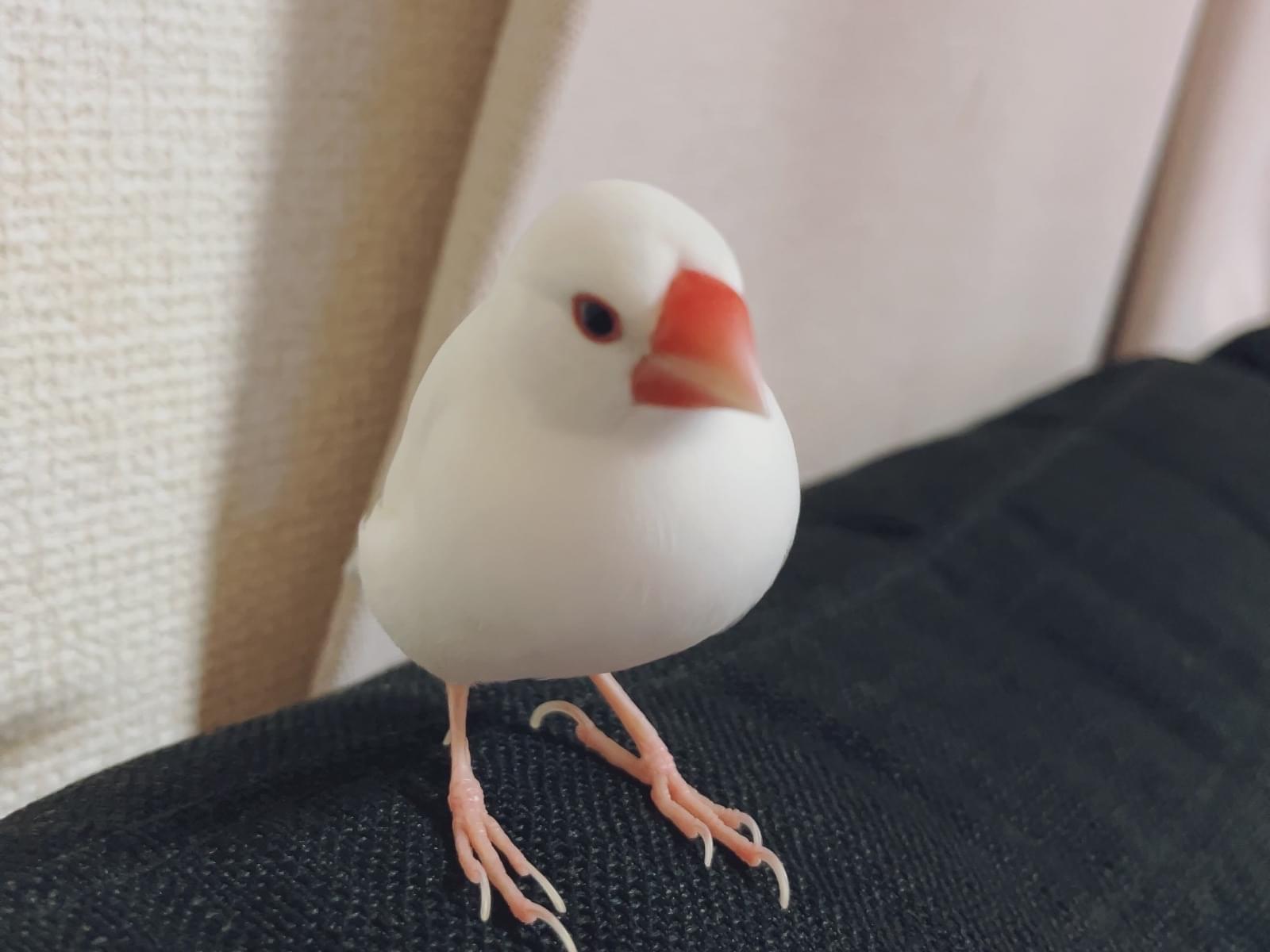 ルピちゃん ルピちゃん