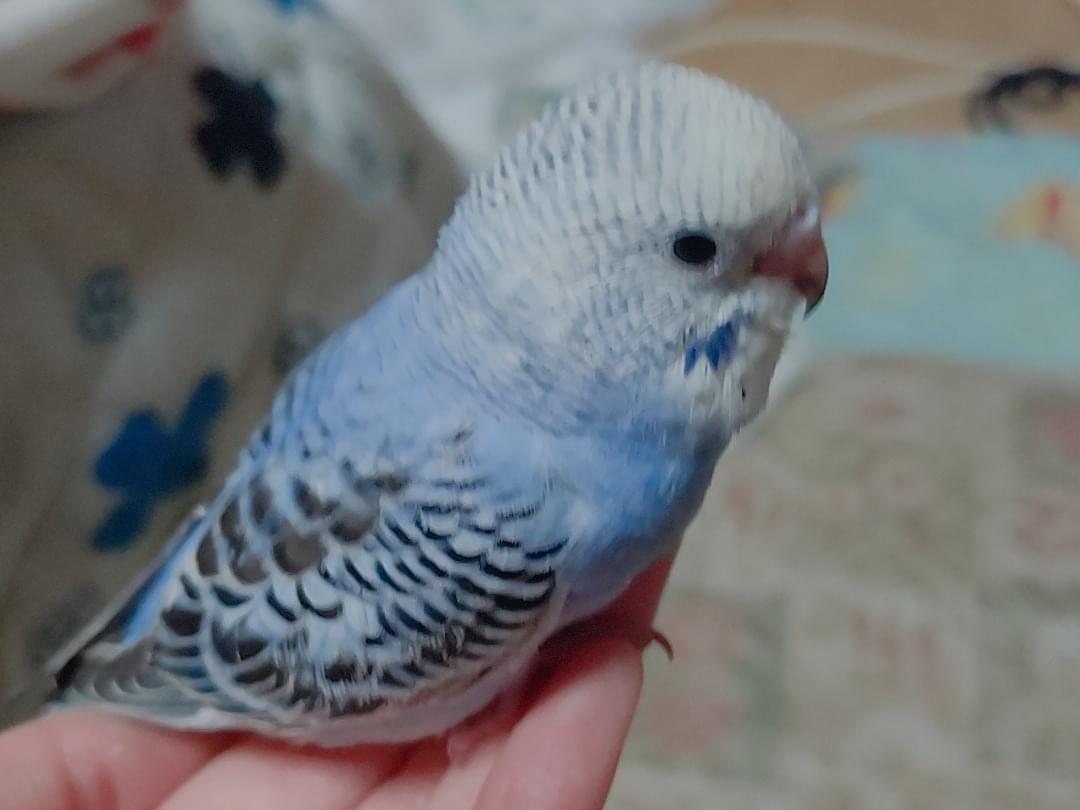ランちゃん ランちゃん