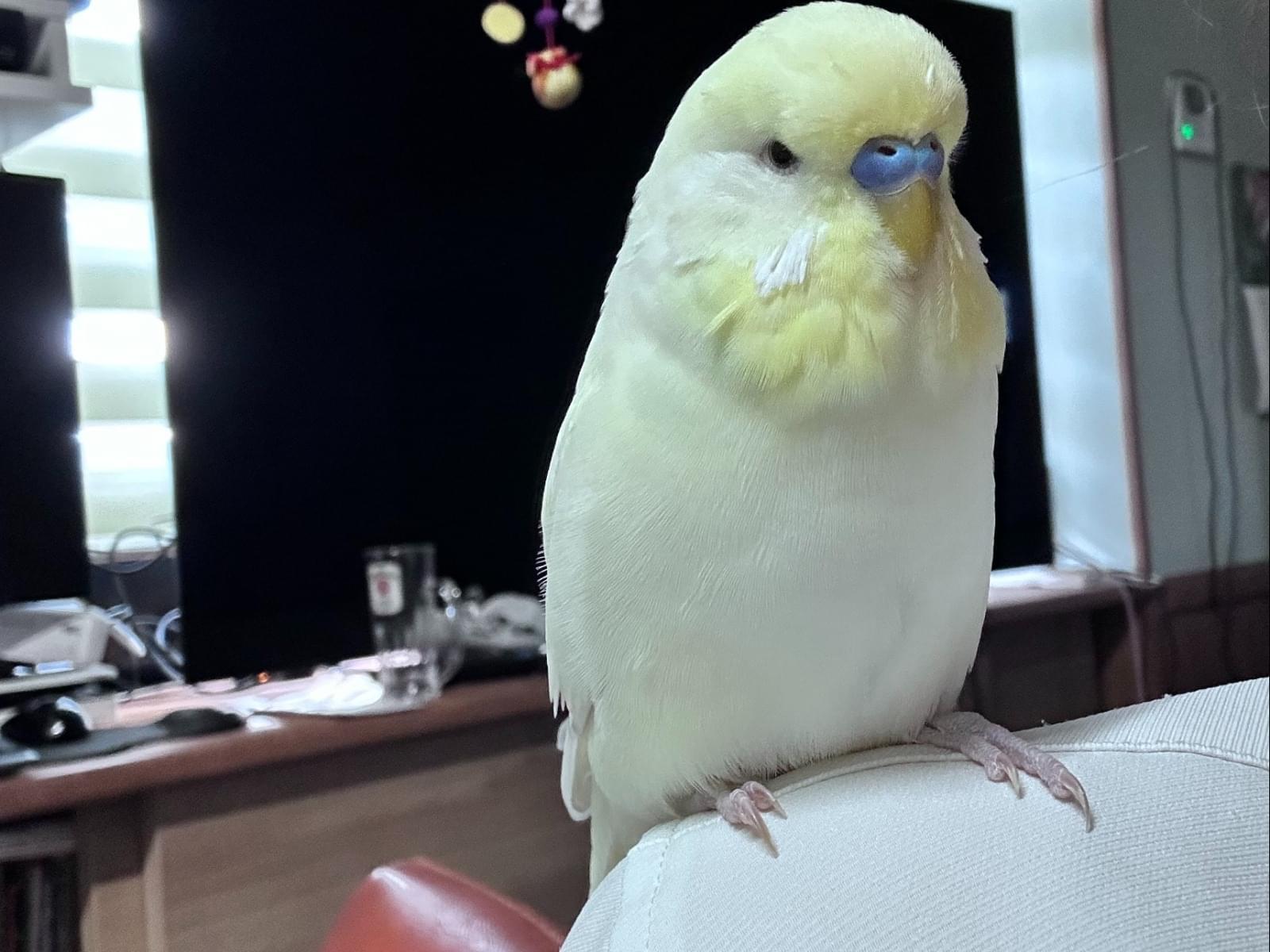 ピッピちゃん ピッピちゃん