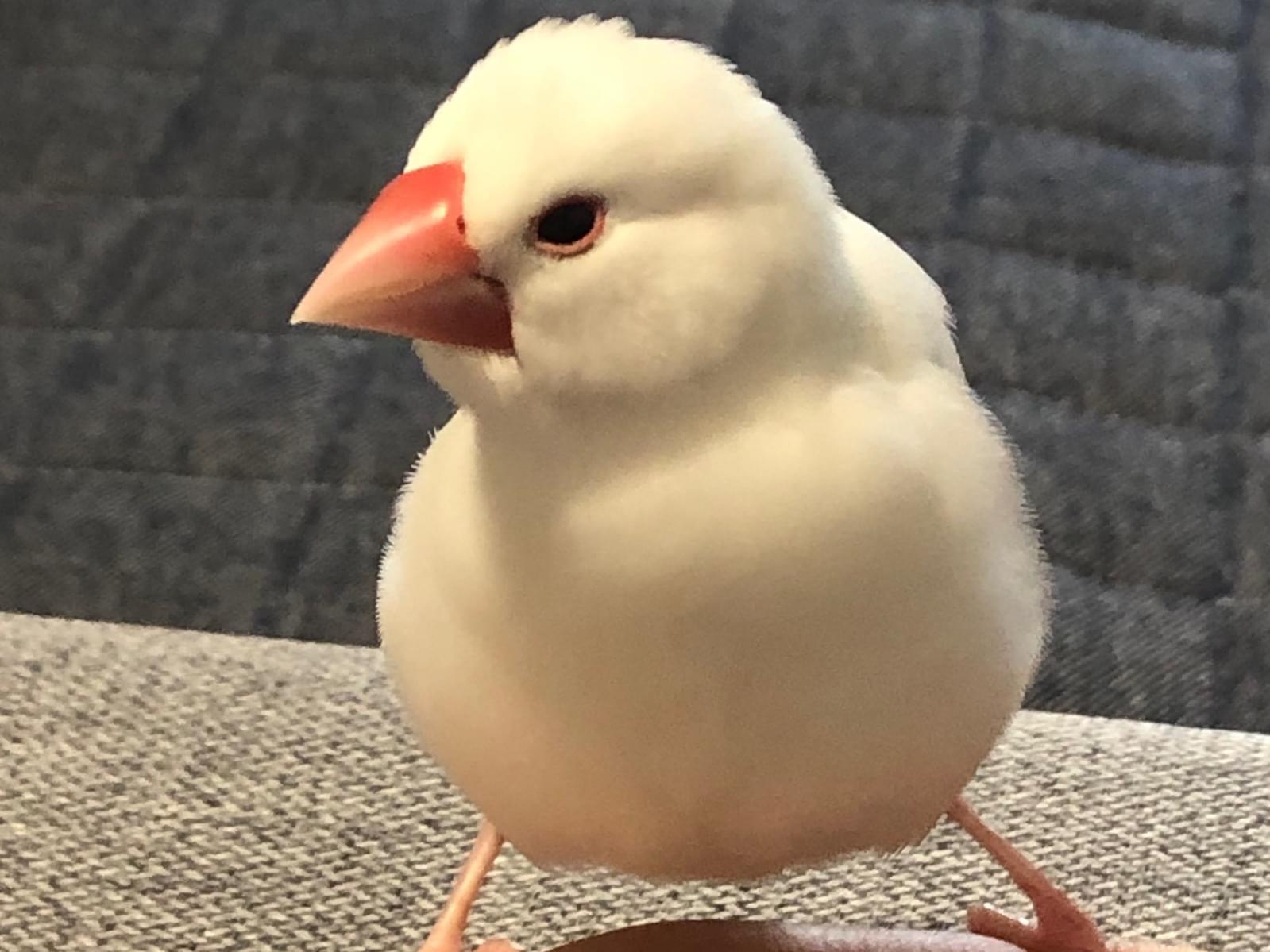 スカイちゃん スカイちゃん
