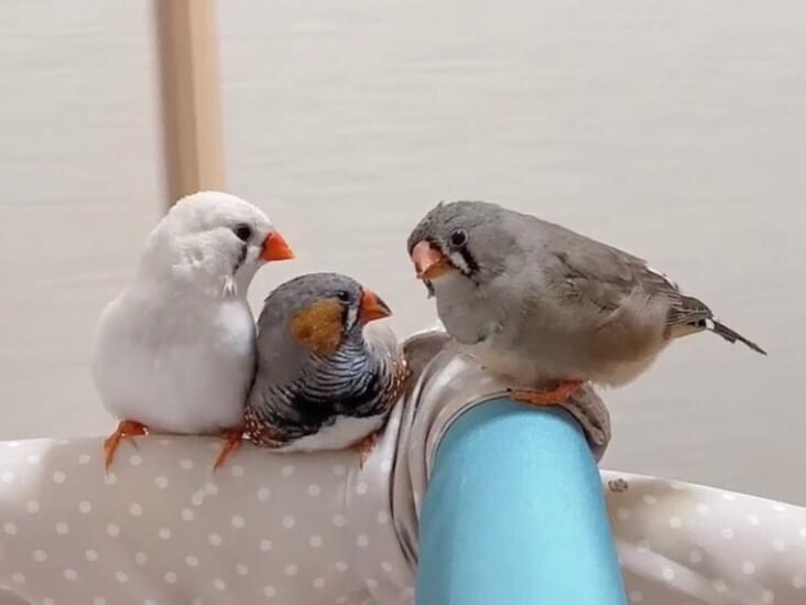 ここちゃん ここちゃん